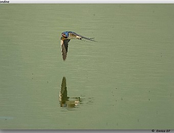 Animali 086